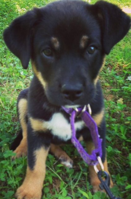 rottweiler and chocolate lab mix