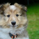 Shetland Sheepdog