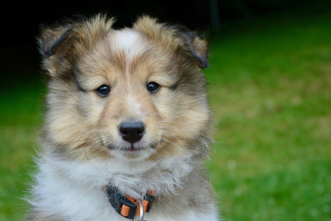 Shetland Sheepdog