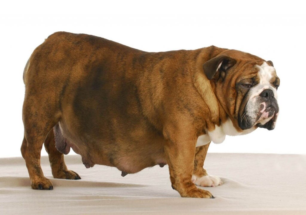 Dog Pregnancy Symptoms Care And Preparation Dogmal