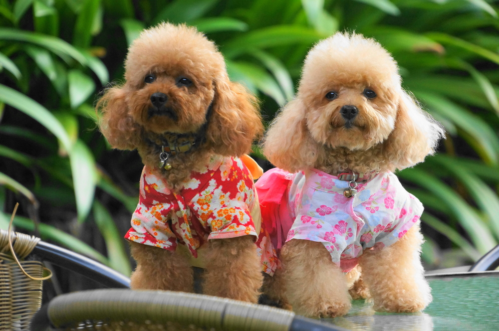 Toy poodle free images