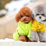 Toy_Poodles-are_friendly