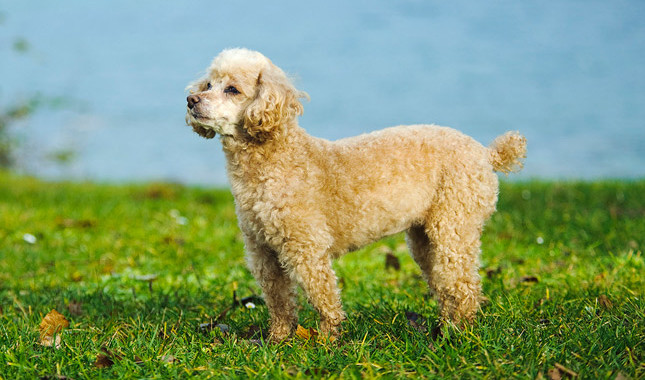 Toy_poodle_live_long