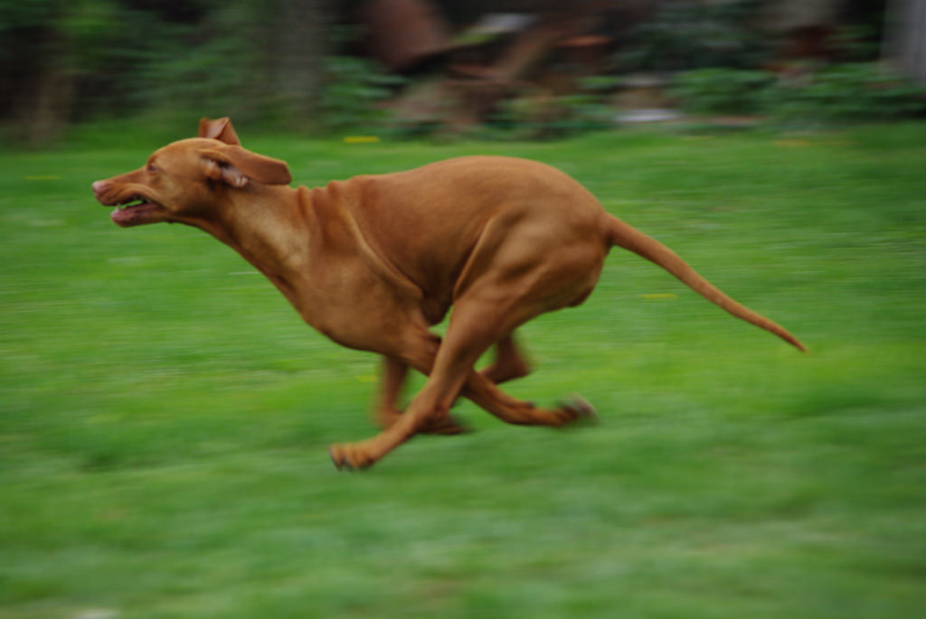 Vizsla_speed