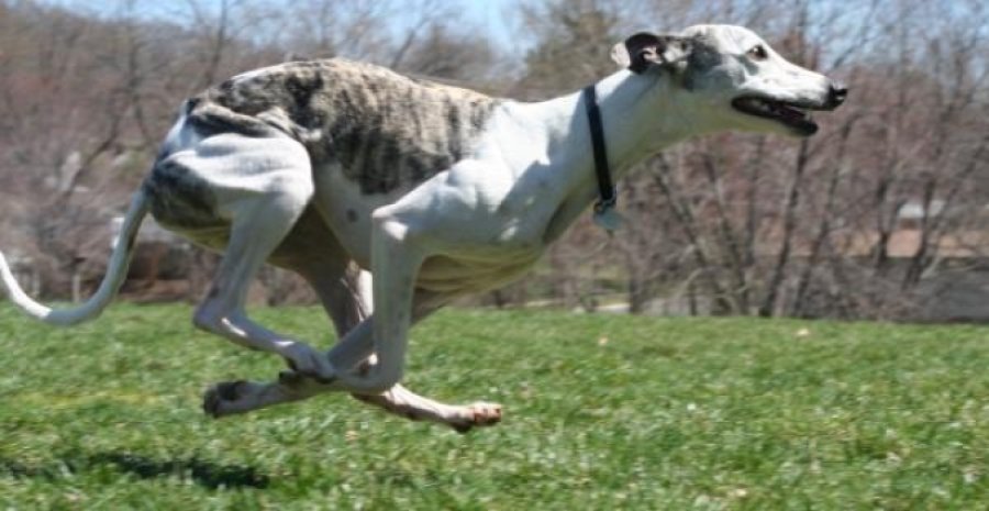 Whippets_dog