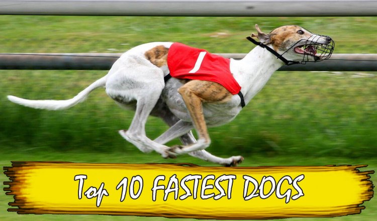 fastest dog breeds