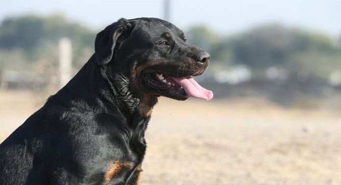 rottweiler-lab-mix-photo