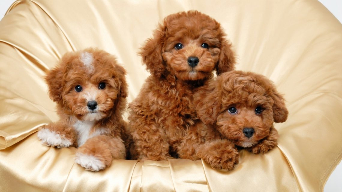 toy poodle puppies for sale