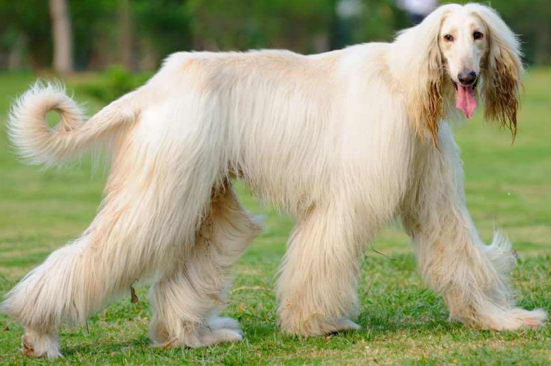 very long haired dog