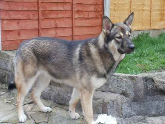 Alaskan Shepherd photo