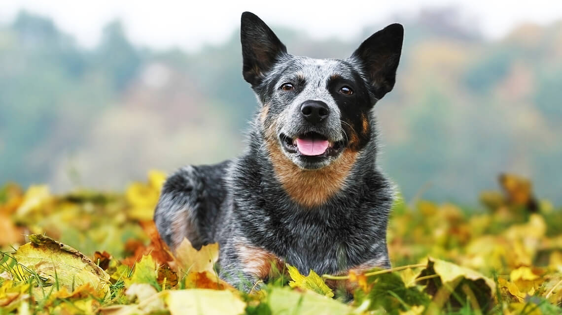 Australian-cattle-dog-photo