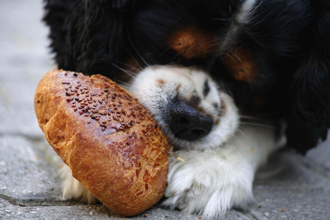 Balanced Diet so important for dogs