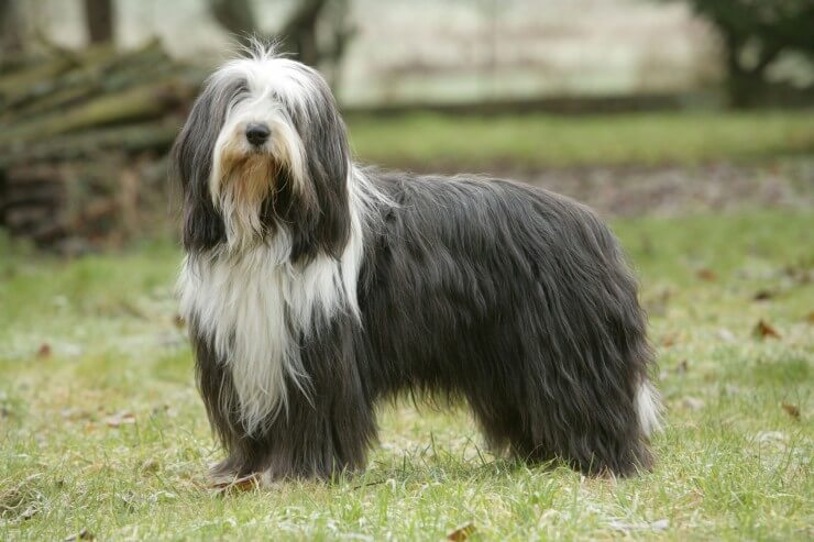 Top 10 Long Haired Dog Breeds in the World 2019 