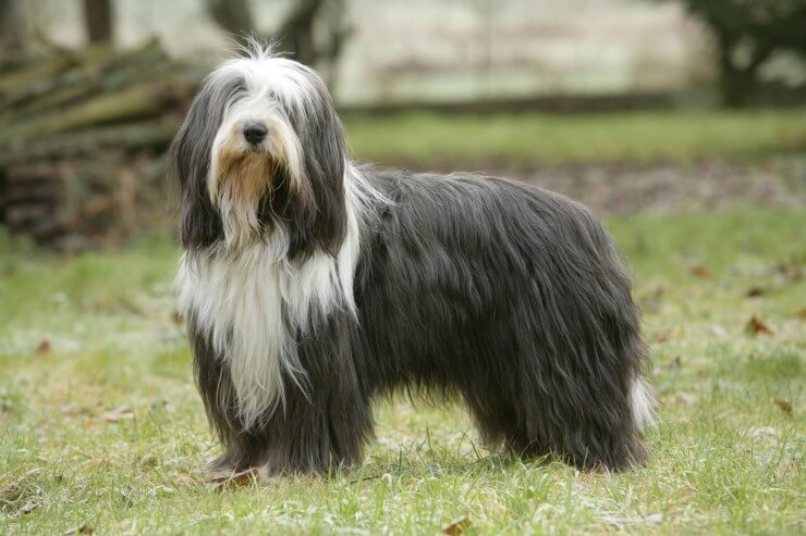 huge dog breeds with long hair