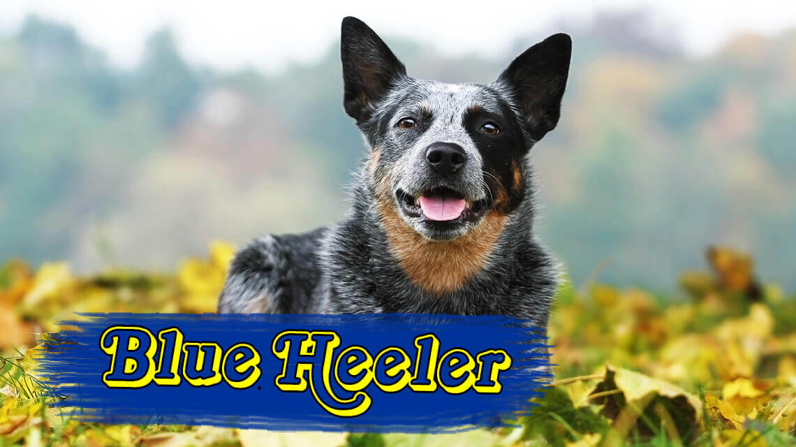 muzzle for blue heeler