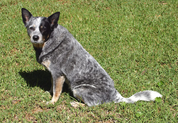 Blue heeler dog breed