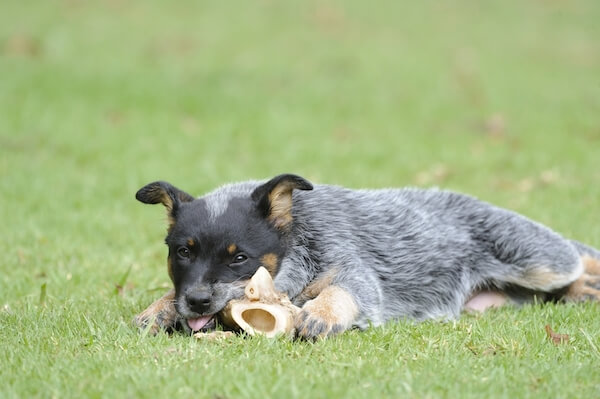 Blue heeler puppy photo