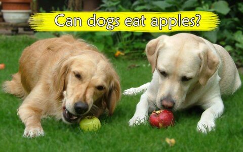 Can dogs eat apples