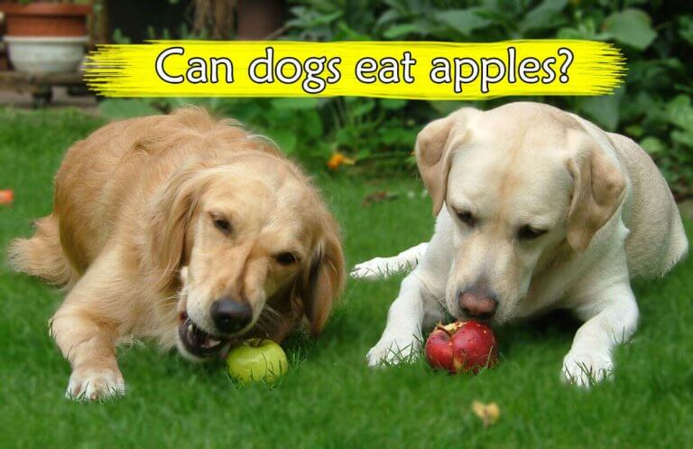 Image showcasing Can dogs eat apples? New owner guide by dogmal.com
