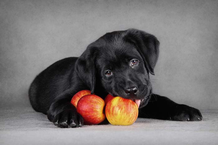 Can dogs eat apples photo