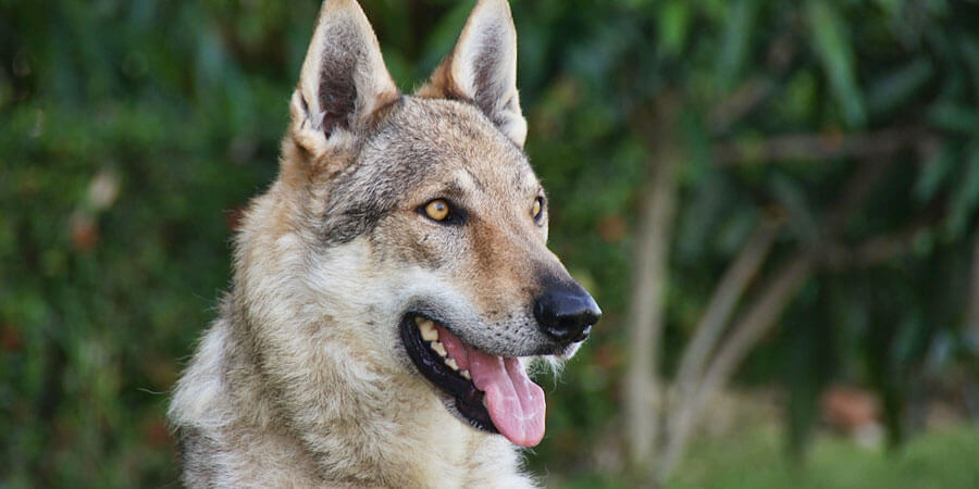 Czechoslovakian Wolfdog Personality, temperament and pictures