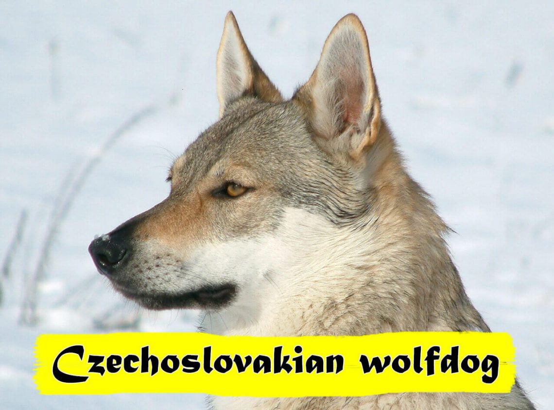 Czechoslovakian wolfdog