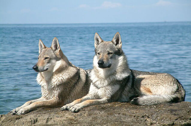 Czechoslovakian wolfdog