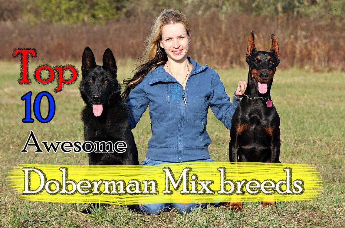 Doberman cross breeds