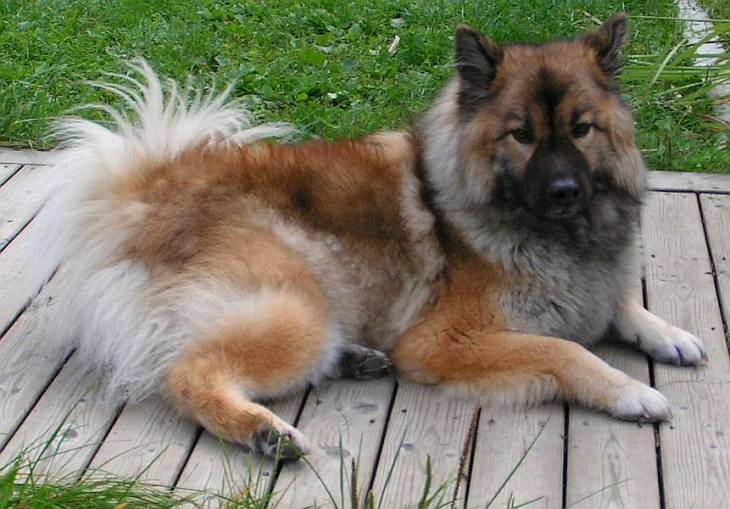 German-Shepherd-Chow-mix