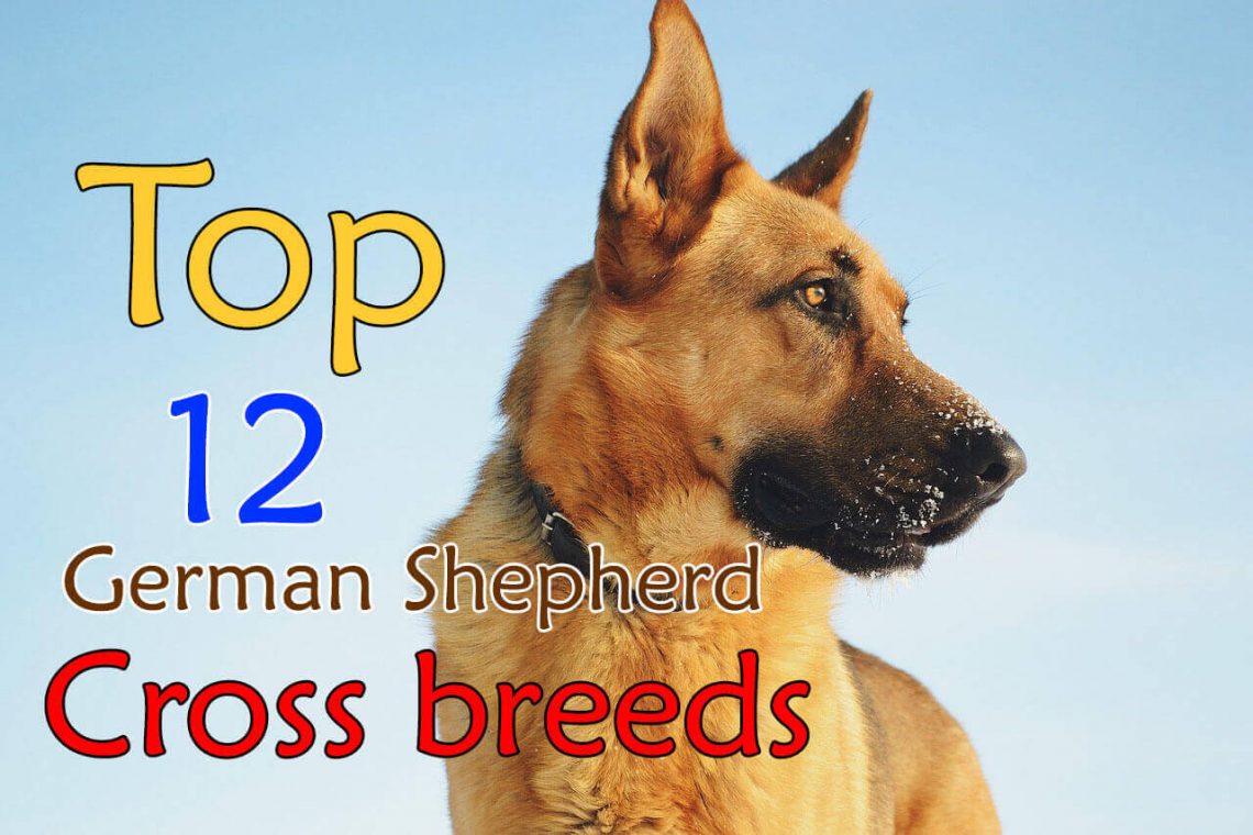 German shepherd cross breeds