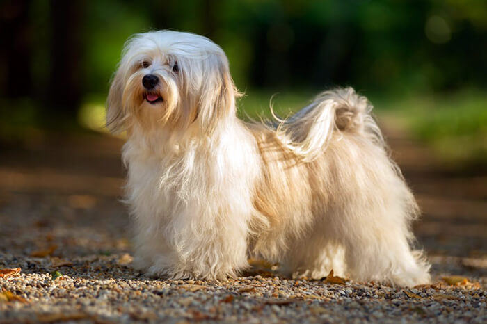 havanese dog long haired