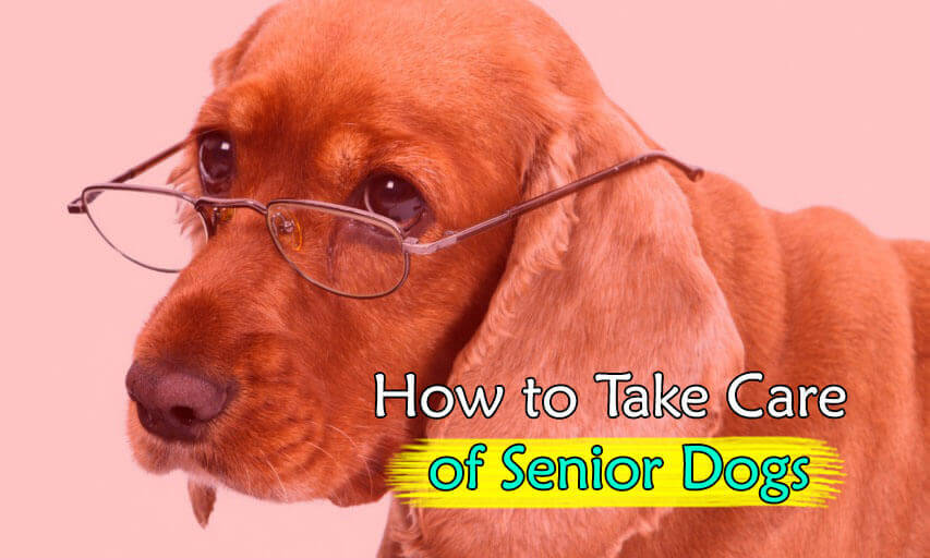 How to take care Senior Dogs