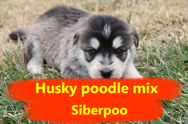 Husky poodle mix