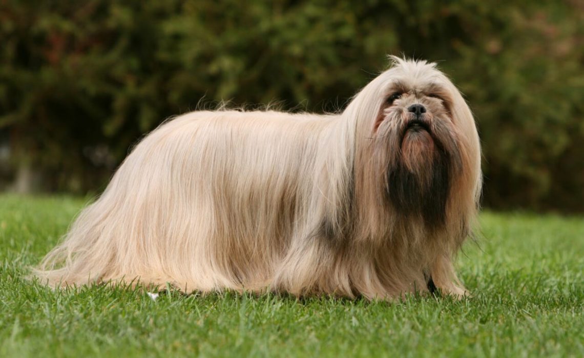 long haired dogs small