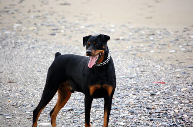 doberman greyhound mix