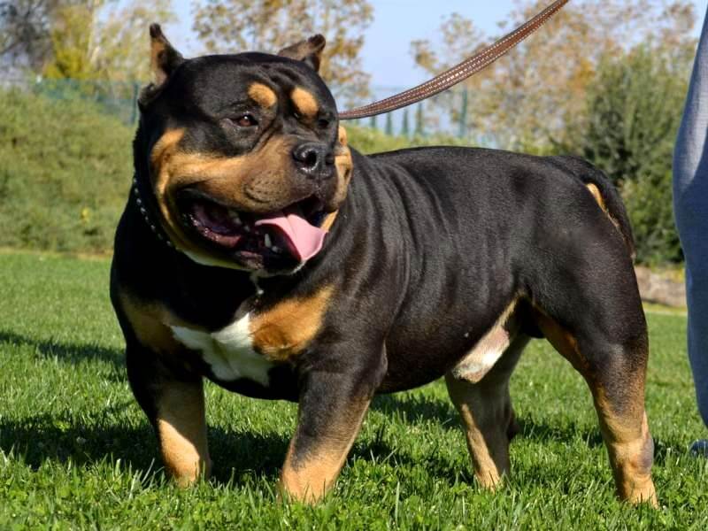 best pitbull cross breed