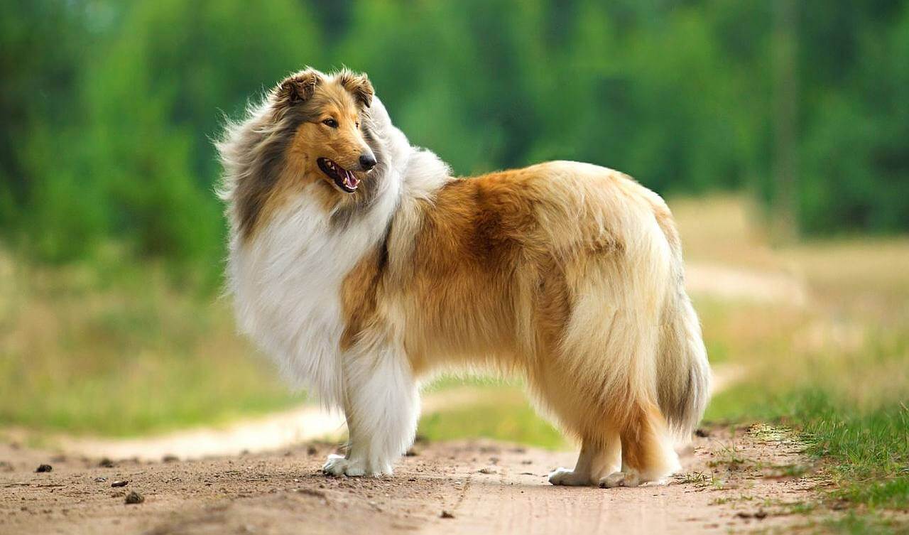 tall dogs with long silky coats