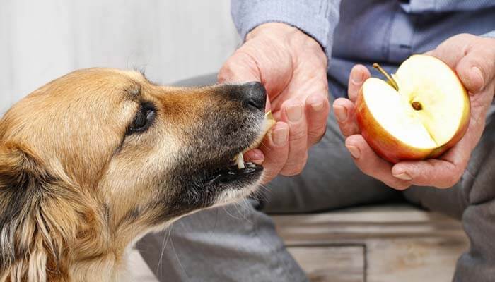 Side effect of apples  for dog