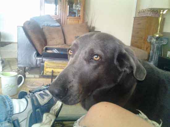 german shepherd weimaraner mix puppy