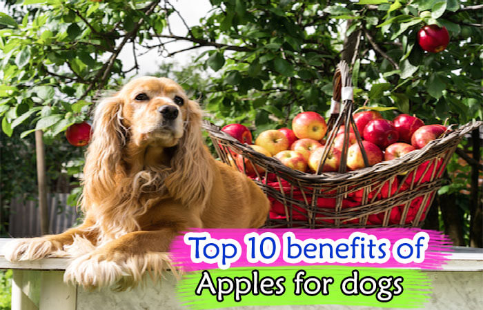 benefits of Apples for dogs