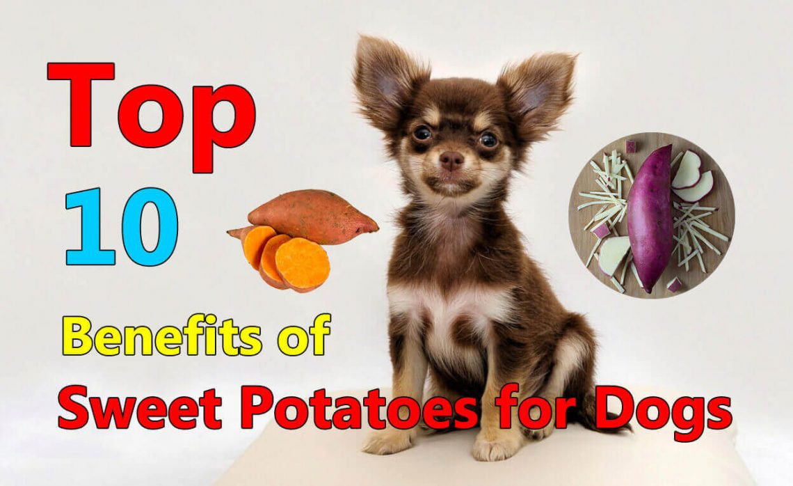 benefits of sweet potatoes for dogs