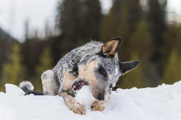 blue_heeler_dog_breed