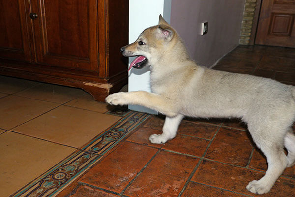 czechoslovakian-wolfdog-puppy