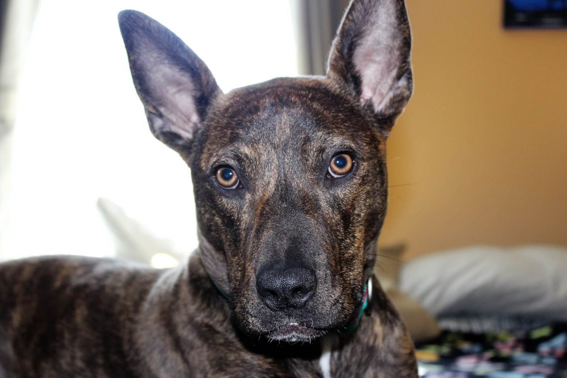 german_shepherd_pitbull_mix