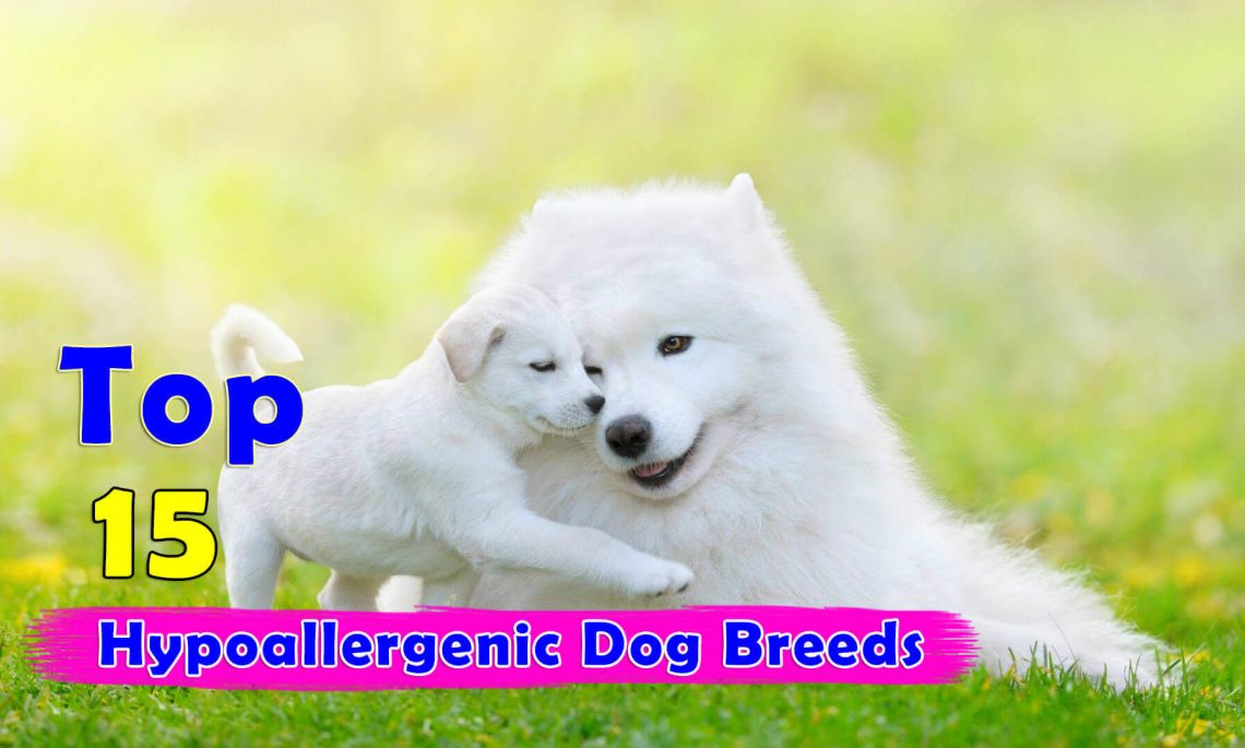 what are the different types of hypoallergenic dogs