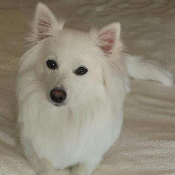 American Eskimo