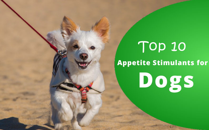 Appetite Stimulants for dogs