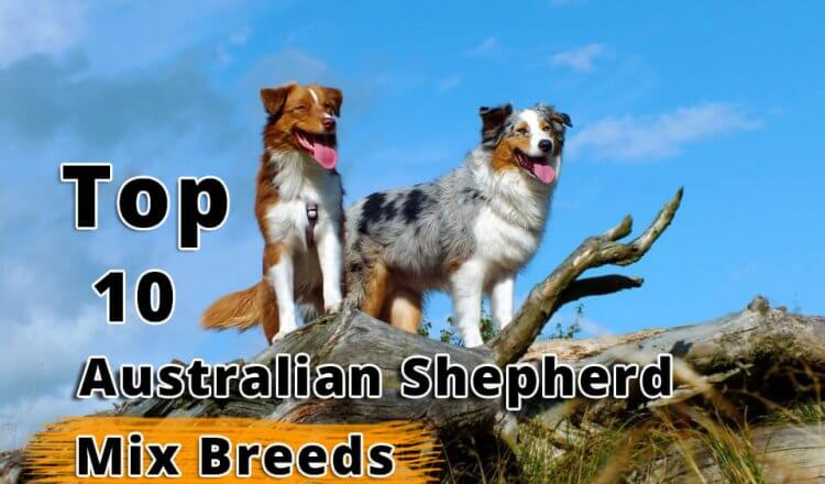 Australian Shepherd Mix Breeds