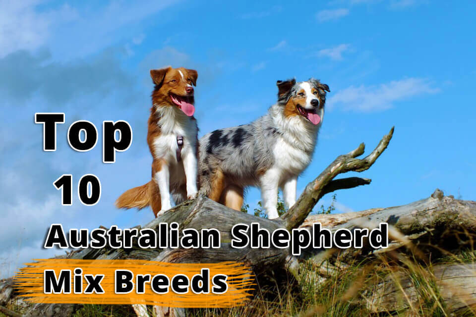 Top Australian Shepherd Mix Breeds - Dogmal.com