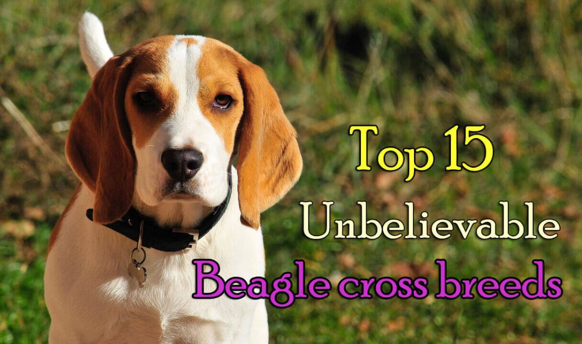 Beagle cross breeds